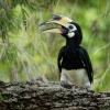Zoborozec belolici - Anthracoceros albirostris - Oriental Pied-Hornbill o2147